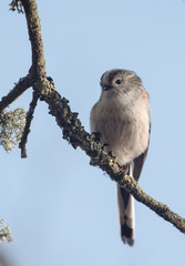 Long-tailed Tit, Tit, Aegithalos caudatus