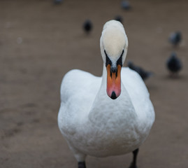 Obraz premium A bashful mute swan on the banks of the Vltava River Prague, CZ