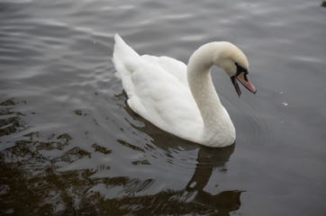 An angry swan defending its territory on the Vltava River, Prague, CZ