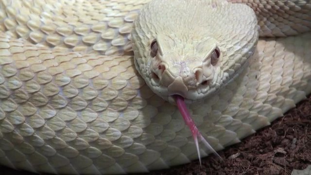 Rattlesnake video, closed up, snake video