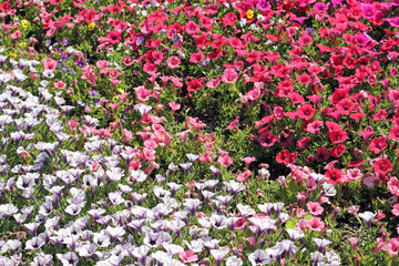 Petunien-Arrangement, Petunia