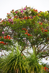 Fototapeta na wymiar A tree with 3 different flowers