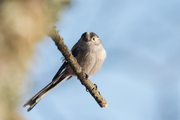 Long-tailed Tit, Tit, Aegithalos caudatus