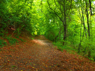 Forest path