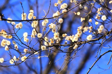 咲き始めの白梅