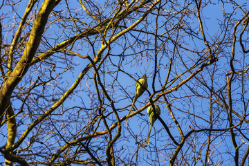 Roseringed Parakeet sitting in a branch in Brussels,Belgium