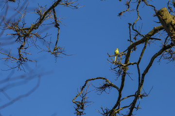 Roseringed Parakeet sitting in a branch in Brussels,Belgium