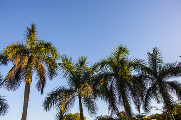 Fototapeta na wymiar Palm tree with blue sky background 