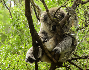 Napping Koala