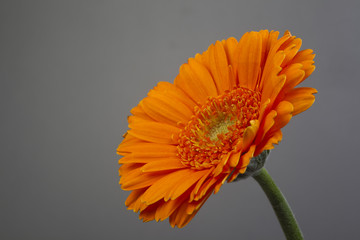 orange gerbera