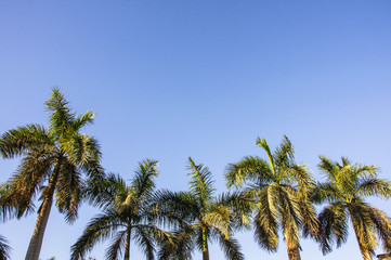 Fototapeta na wymiar Palm tree with blue sky background 