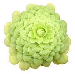 Succulent Isolated