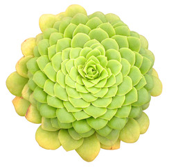 Succulent Isolated