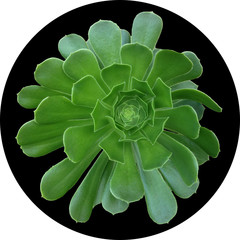 Succulent Isolated