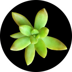 Succulent Isolated
