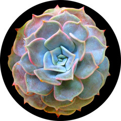 Succulent Isolated