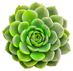 Succulent Isolated