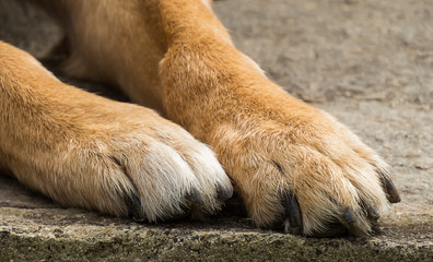 Dog paws