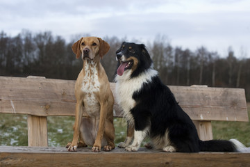 australian shepherd and magyar Vizsla