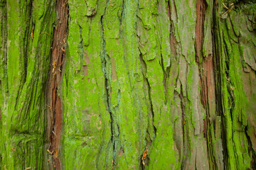 la corteccia verde di un albero