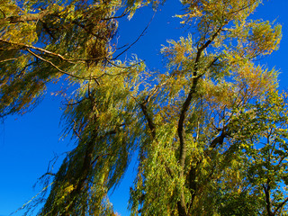 weeping willow