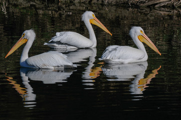 Three White Pelicans swimming on lake with reflections