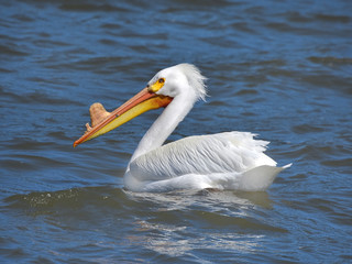 White pelican with protrusion on beak swimming on lake in California