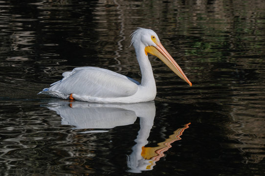 White Pelican swimming on lake with reflection