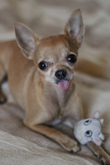 dog, puppy, chihuahua, animal, small, pet, cute, canine, domestic, portrait, funny, young, doggy, white, purebred, mammal, breed, adorable, sweet, happy, isolated, little, pedigreed, looking, pup, bro