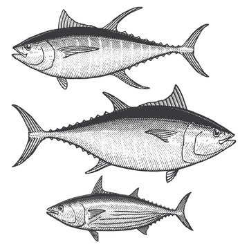 Tuna Illustrations - Blue Fin, Yellow Fin and Skipjack tuna. 