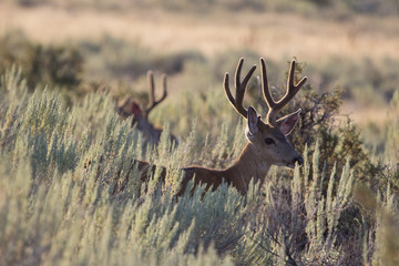 a mule deer buck with velvet antlers in open sage country