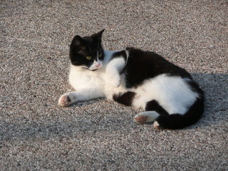 Cat star / Gatto star