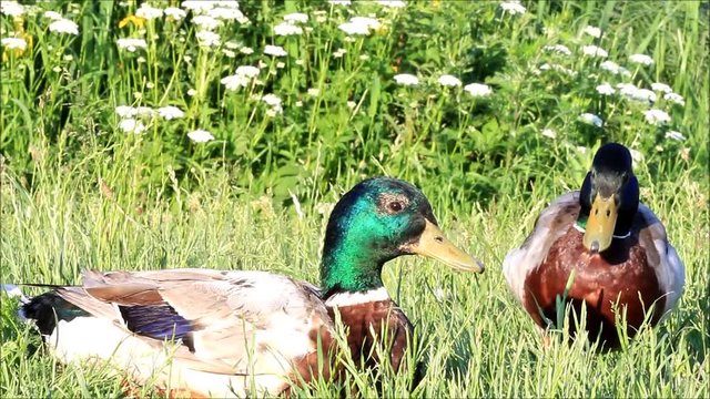 two mallard ducks in the nature, audio
