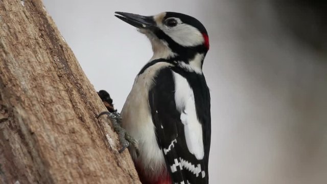 Great Spotted Woodpecker on tree