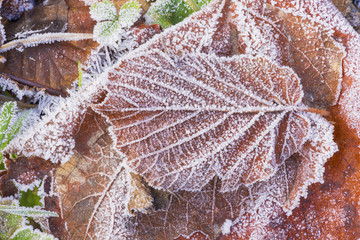 Leaves with rime