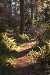 Red Woods | Hiking Trail