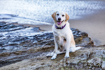 Labrador Retriever at the Beach