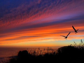 Bird Silhouette Sunset