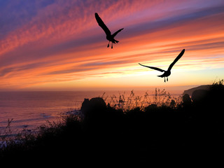 Bird Silhouette Sunset