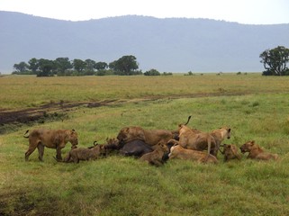 Pride of lions feeding on their latest kill, a large water buffalo in Ngorongoro Crater.