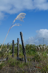 Fototapeta premium 荒野の風景