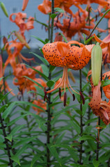 オレンジ色の花