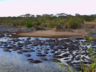 A Bloat of Hippos wallowing in a pool in the Serengeti Tanzania