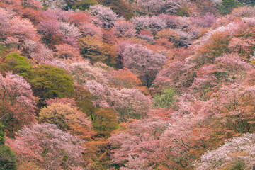 吉野山の桜
