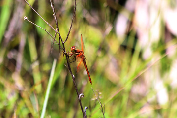 Eye of a praying mantis