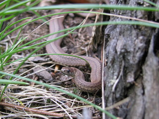 Brown Snake tastes the Air