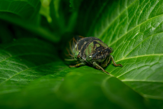 Cicada Resting on a Green Leaf