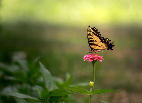    Yellow Butterfly Feeding on Pink Flower in Backyard