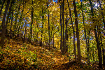 Autumn Forest of Maple and Oak Trees 