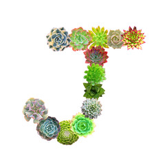 Succulent Letter J